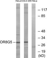 Olfactory receptor 8G5 Polyclonal Antibody