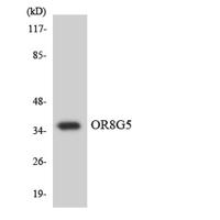 Olfactory receptor 8G5 Polyclonal Antibody