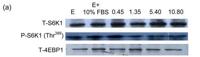 4E-BP1 Polyclonal Antibody