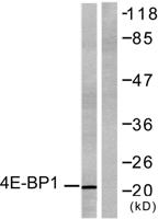 4E-BP1 Polyclonal Antibody