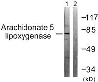 5-LO Polyclonal Antibody