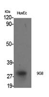 9G8 Polyclonal Antibody