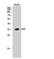 9G8 Polyclonal Antibody