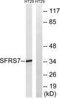 9G8 Polyclonal Antibody