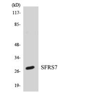 9G8 Polyclonal Antibody