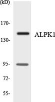 α-protein Kinase 1 Polyclonal Antibody