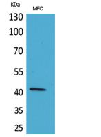 α-SMA Polyclonal Antibody