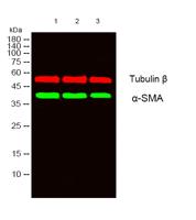 α-SMA Polyclonal Antibody