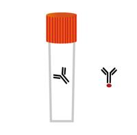 Tubulin α1/3/4 Polyclonal Antibody