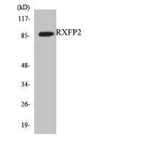 Relaxin Receptor 2 Polyclonal Antibody