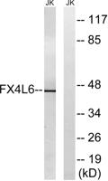 FoxD4/D4L Polyclonal Antibody