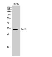 FoxE1 Polyclonal Antibody