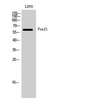 FoxJ1 Polyclonal Antibody