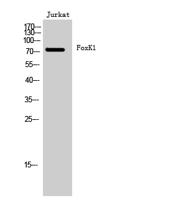 FoxK1 Polyclonal Antibody