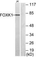 FoxK1 Polyclonal Antibody