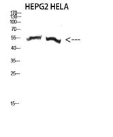 Tubulin α-3C/D/E Polyclonal Antibody