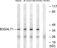 β-1,3-Gal-T1 Polyclonal Antibody