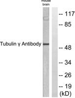 Tubulin γ Polyclonal Antibody