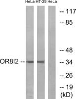 Olfactory receptor 8I2 Polyclonal Antibody