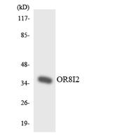 Olfactory receptor 8I2 Polyclonal Antibody