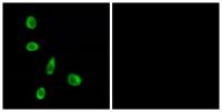 Olfactory receptor 8J1 Polyclonal Antibody