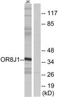 Olfactory receptor 8J1 Polyclonal Antibody