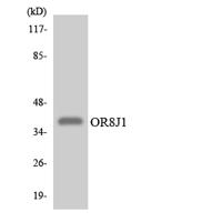 Olfactory receptor 8J1 Polyclonal Antibody