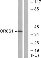 Olfactory receptor 8S1 Polyclonal Antibody