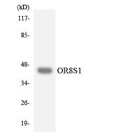 Olfactory receptor 8S1 Polyclonal Antibody