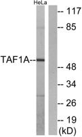 TAF I p48 Polyclonal Antibody