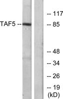 TAF II p100 Polyclonal Antibody