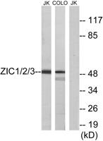 Zic1/2/3 Polyclonal Antibody