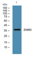 ZN660 Polyclonal Antibody