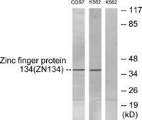 ZNF134 Polyclonal Antibody