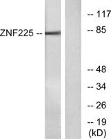 ZNF225 Polyclonal Antibody