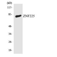 ZNF225 Polyclonal Antibody