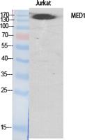 TRAP220 Polyclonal Antibody