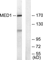 TRAP220 Polyclonal Antibody