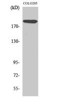 TRAP220 Polyclonal Antibody