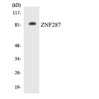 ZNF287 Polyclonal Antibody