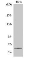 ZNF329 Polyclonal Antibody