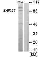 ZNF337 Polyclonal Antibody