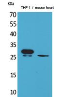 TREM-1 Polyclonal Antibody