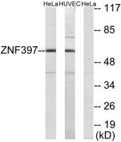 ZNF397 Polyclonal Antibody