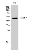 TRIM59 Polyclonal Antibody