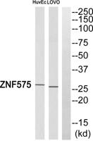 ZNF575 Polyclonal Antibody