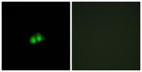 TRIP15 Polyclonal Antibody