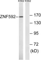 ZNF592 Polyclonal Antibody