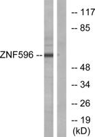 ZNF596 Polyclonal Antibody