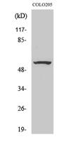 ZNF682 Polyclonal Antibody